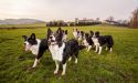 image_17156