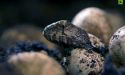image_22444
